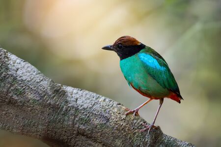 Green bird,perching alone.Hooded pitta ( pitta sordida ) making a living in their habitat.の写真素材