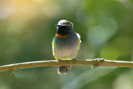 Orange neck bird.Rufous gorgeted flycatcher ( Ficedula strophiata ) living in highland ,northern...
