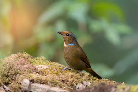 Blue cheeked bird.Large niltava ( Niltava grandis ) living in highland ,northern Thailand.の写真素材