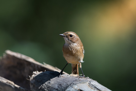 White browed bird.Grey bushchat ( saxicola ferreaus ) living in highland forest,northern Thailand.