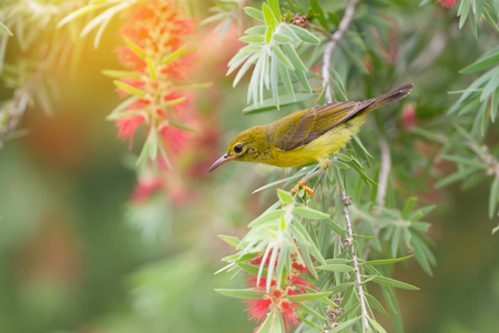 Beautiful bird perching on red brush flower in sunny day with sunlight.
Juvenile Brown-throated Sunbird ( Anthreptes malacensis ) ,female   enjoying sweet in summer time.の写真素材