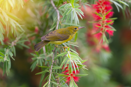 Beautiful bird perching on red brush flower in sunny day with sunlight.
Juvenile Brown-throated Sunbird ( Anthreptes malacensis ) ,female   enjoying sweet in summer time.の写真素材
