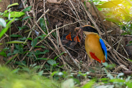 Young  bird in the nest feeded by 
parent,selective focus on babies.
Juvenile blue winged  pitta ( Pitta moluccensis  ) with full plumage was feeding with earth worm .の写真素材