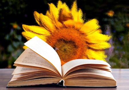 open book on the background of sunflowersの写真素材