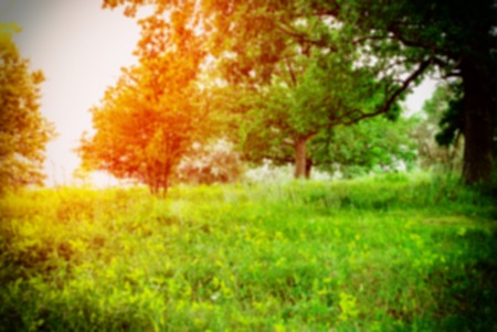 lawn with grass and trees, nature summer