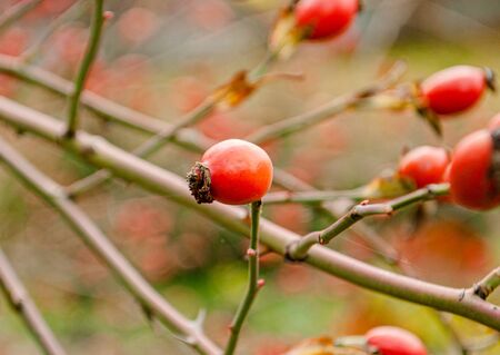 Rosehip berries on a bush branch in autumnの写真素材