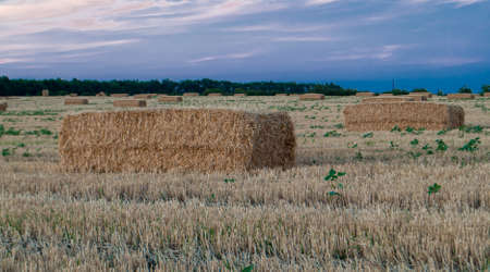 dry stack of straw on a mown field at sunset