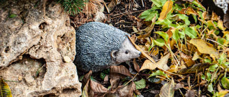 Hedgehog in the grass and fallen leaves
