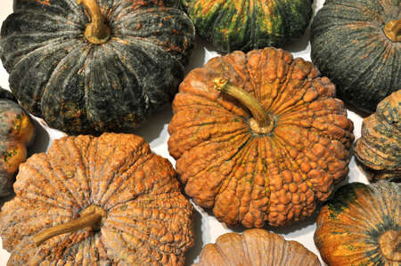 Pumpkin, Pumpkins in various colors and textures lined up together, pumpkin backgroundの写真素材