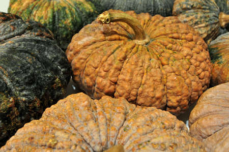 Pumpkin, Pumpkins in various colors and textures lined up together, pumpkin backgroundの写真素材