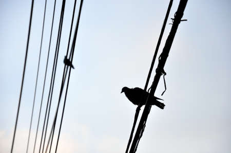 Silhouette birds perch on cable wire over sky backgroundの写真素材