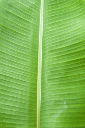 Banana leafの写真素材