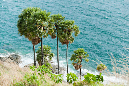 sugar palmの写真素材