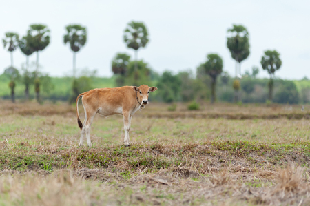 cowの写真素材