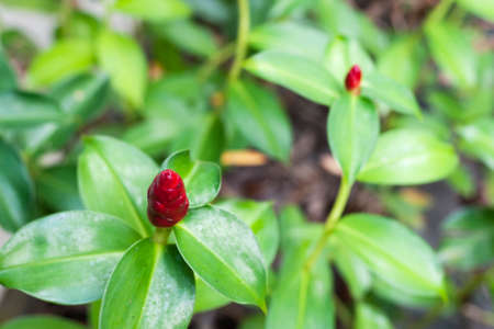 flowers on a background of greenの写真素材