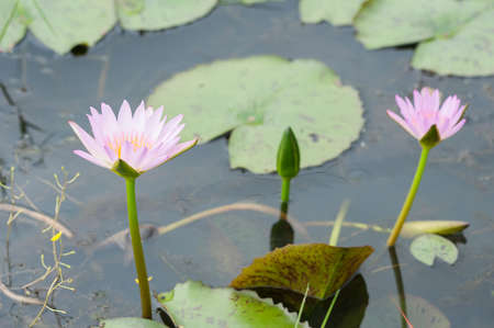 Pink waterlily lotus on the pond.の写真素材