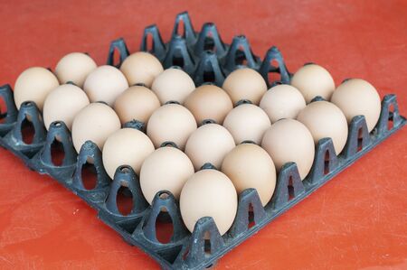 eggs panelの写真素材