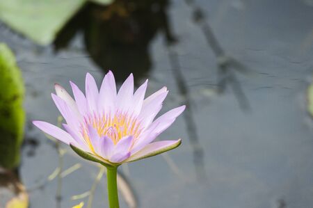 Pink waterlily lotus on the pond.の写真素材