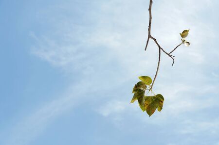 Green leaves against the skyの写真素材