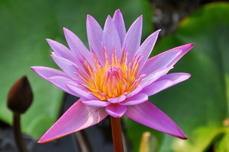 Pink waterlily lotus on the pond.の写真素材