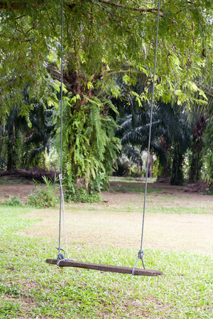 Rope swing under tree in parkの写真素材