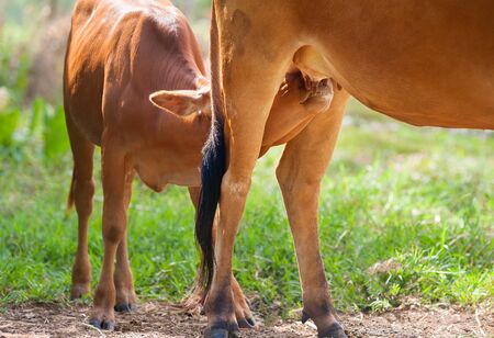 Young calf drinks milk from his motherの写真素材