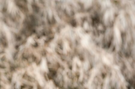 Blur of dry brown leaves in the forestの写真素材