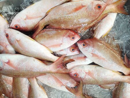 Fresh red fish with market