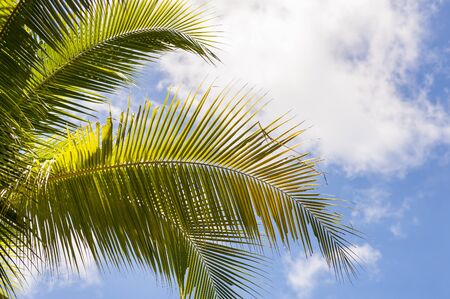 Coconut leaves with skyの写真素材