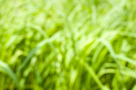 Abstract Blur Green Leaf Backgroundの写真素材