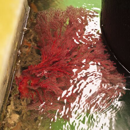 red coral at yacht Marina の写真素材