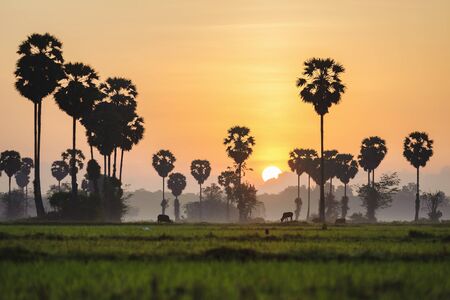 palm trees in the rice field at morningの写真素材