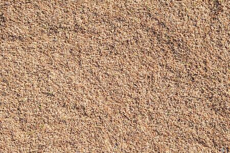Lawn grass seedsの写真素材