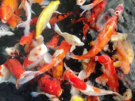 Fancy Carp or Koi fish swimming in the pondの写真素材