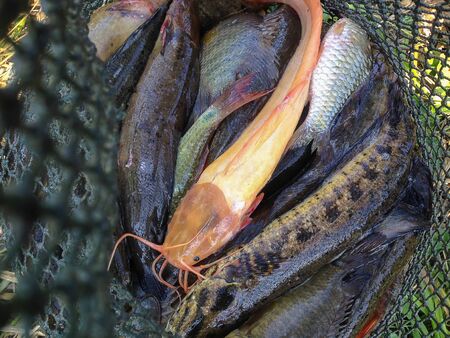 Caught Yellow Clarias from natural water sources on thailandの写真素材