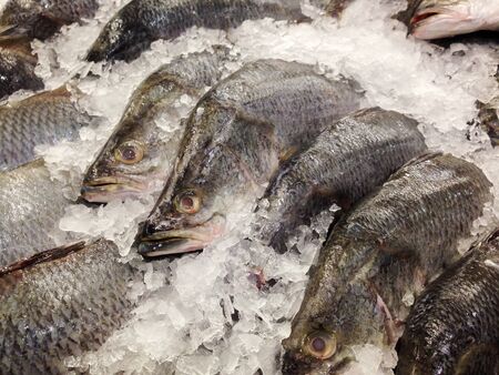 Fresh Seabasses on Ice in the Marketの写真素材