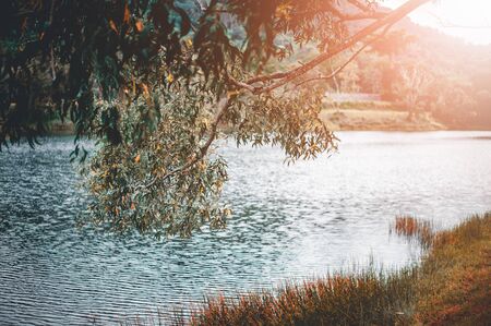Twigs and leaves with swamps background,process retro styleの写真素材