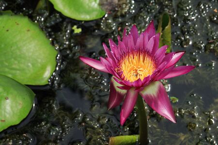Beautiful pink water lily in pond with copy spaceの写真素材
