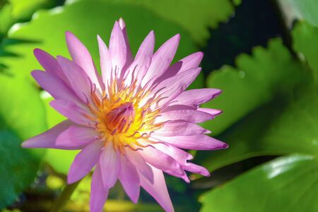 Beautiful pink lotus flower water  in pond with copy spaceの写真素材