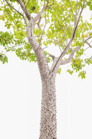 Bombax ceiba tree with white backgroundの写真素材