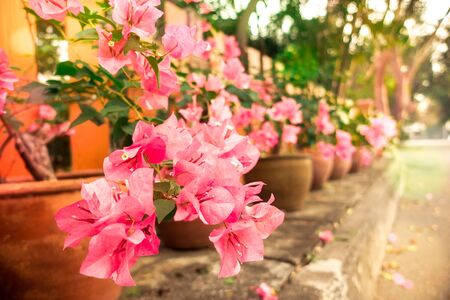Pink flower near roadsideの写真素材