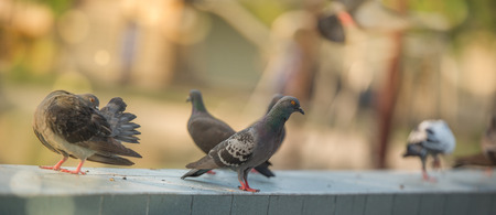 MESSENGER PIGEONS IN A DOVE COTE Selective focusの写真素材