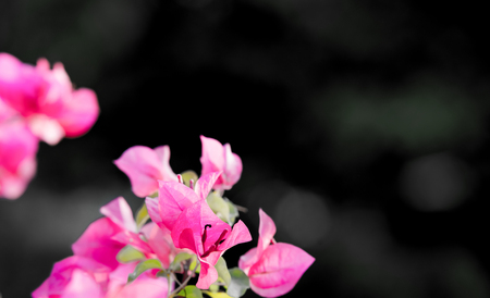 pink flower on a black background with copy spaceの写真素材