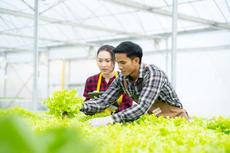 Portrait asian old man with vegetables hydroponic. Hydroponics greenhouse farm organic fresh harvested vegetables conceptの写真素材