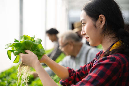 Group of worker checking quality of organic vegetables. Hydroponics farm organic fresh harvested vegetables conceptの写真素材