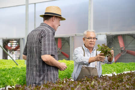 Senior mature man and customer talking about quality of organic vegetables. Hydroponics farm organic fresh harvested vegetables conceptの写真素材