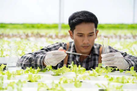 Asian man worker checking quality of organic vegetables. Hydroponics farm organic fresh harvested...