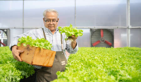Senior Asian man harvest vegetables hydroponic. Hydroponics greenhouse farm organic fresh harvested...