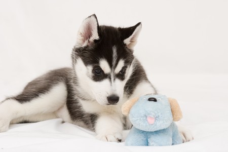 siberian huskyの写真素材