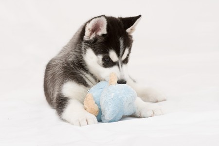 siberian huskyの写真素材